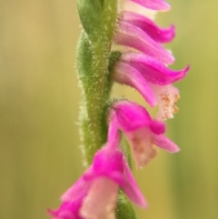 Spiranthes australis at Fadden, ACT - 2 Jan 2016