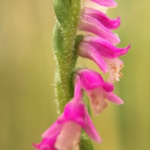 Spiranthes australis at Fadden, ACT - suppressed