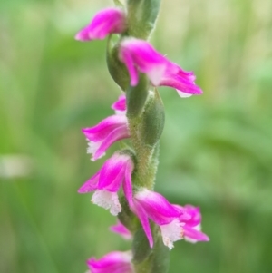 Spiranthes australis at Fadden, ACT - suppressed