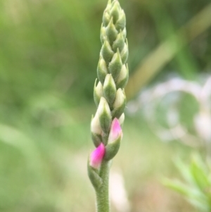 Spiranthes australis at Fadden, ACT - suppressed