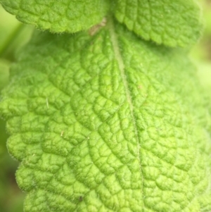 Mentha suaveolens at Fadden, ACT - 2 Jan 2016