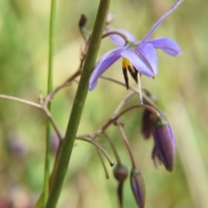 Dianella revoluta var. revoluta at Nicholls, ACT - 28 Nov 2015 02:14 PM