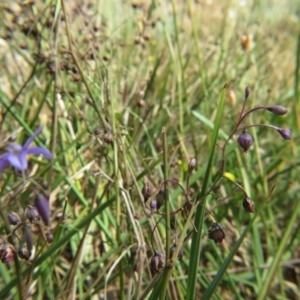 Dianella revoluta var. revoluta at Nicholls, ACT - 28 Nov 2015 02:14 PM