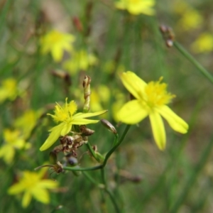 Tricoryne elatior at Nicholls, ACT - 28 Nov 2015 02:16 PM