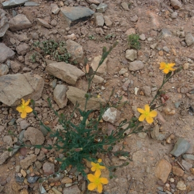 Hypericum gramineum (Small St Johns Wort) at Sutton, NSW - 1 Jan 2016 by Talie