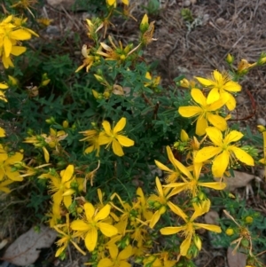 Hypericum perforatum at Sutton, NSW - 2 Jan 2016