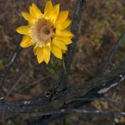 Xerochrysum viscosum (Sticky Everlasting) at Sutton, NSW - 1 Jan 2016 by Talie