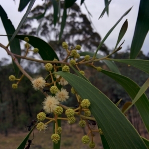 Acacia implexa at Sutton, NSW - 2 Jan 2016 08:49 AM