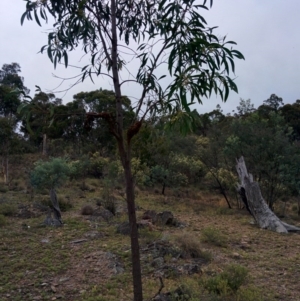 Acacia implexa at Sutton, NSW - 2 Jan 2016 08:49 AM