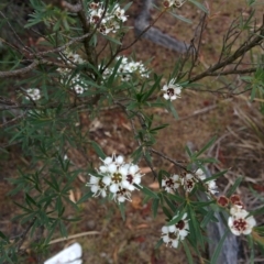 Kunzea ericoides (Burgan) at Sutton, NSW - 1 Jan 2016 by Talie