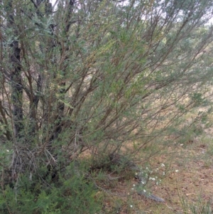 Kunzea ericoides at Sutton, NSW - 2 Jan 2016