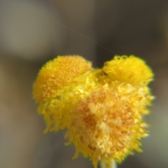 Chrysocephalum apiculatum (Common Everlasting) at Nicholls, ACT - 28 Nov 2015 by gavinlongmuir