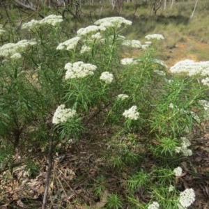 Cassinia longifolia at Nicholls, ACT - 28 Nov 2015