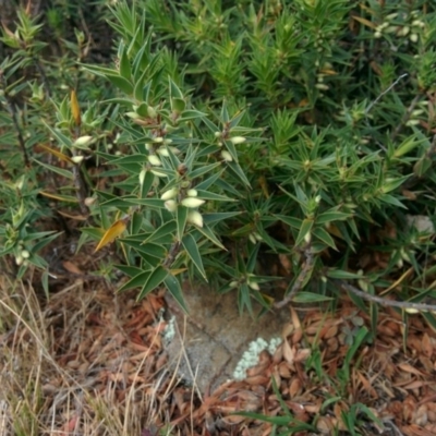 Melichrus urceolatus (Urn Heath) at Wamboin, NSW - 2 Jan 2016 by Talie