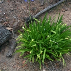 Agapanthus praecox subsp. orientalis (Agapanthus) at Sutton, NSW - 2 Jan 2016 by Talie