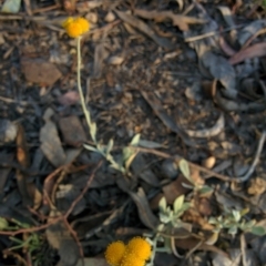 Chrysocephalum apiculatum (Common Everlasting) at Sutton, NSW - 28 Nov 2015 by Talie