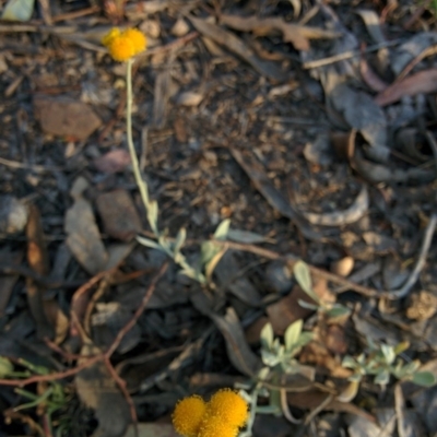 Chrysocephalum apiculatum (Common Everlasting) at Sutton, NSW - 28 Nov 2015 by Talie