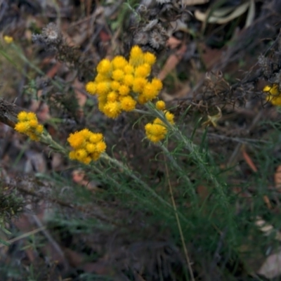 Chrysocephalum semipapposum (Clustered Everlasting) at Sutton, NSW - 28 Nov 2015 by Talie