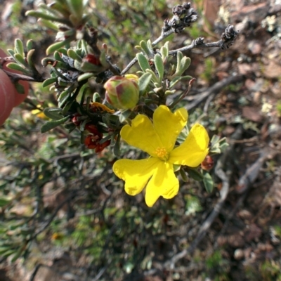 Hibbertia obtusifolia (Grey Guinea-flower) at Sutton, NSW - 29 Nov 2015 by Talie