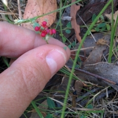 Einadia nutans (Climbing Saltbush) at Sutton, NSW - 28 Nov 2015 by Talie