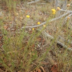 Rutidosis leptorhynchoides (Button Wrinklewort) at Red Hill, ACT - 2 Jan 2016 by MichaelMulvaney