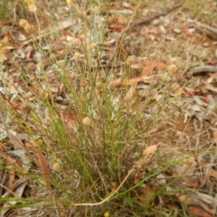 Calotis lappulacea (Yellow Burr Daisy) at Red Hill, ACT - 3 Jan 2016 by MichaelMulvaney