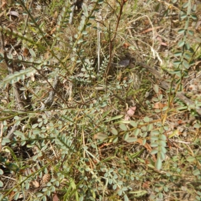 Indigofera adesmiifolia (Tick Indigo) at Red Hill, ACT - 2 Jan 2016 by MichaelMulvaney