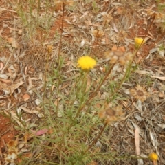 Rutidosis leptorhynchoides (Button Wrinklewort) at Red Hill, ACT - 3 Jan 2016 by MichaelMulvaney