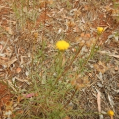 Rutidosis leptorhynchoides (Button Wrinklewort) at Red Hill, ACT - 2 Jan 2016 by MichaelMulvaney