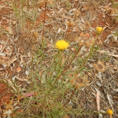 Rutidosis leptorhynchoides (Button Wrinklewort) at Red Hill, ACT - 2 Jan 2016 by MichaelMulvaney