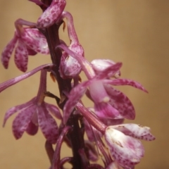 Dipodium punctatum (Blotched Hyacinth Orchid) at Deakin, ACT - 3 Jan 2016 by MichaelMulvaney