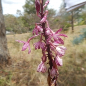 Dipodium punctatum at Deakin, ACT - 3 Jan 2016