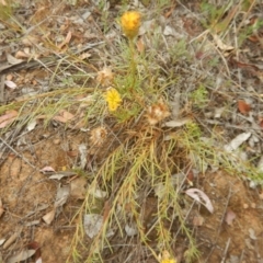 Rutidosis leptorhynchoides (Button Wrinklewort) at Deakin, ACT - 3 Jan 2016 by MichaelMulvaney