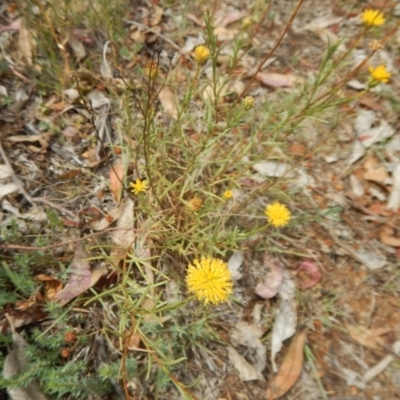 Rutidosis leptorhynchoides (Button Wrinklewort) at Deakin, ACT - 3 Jan 2016 by MichaelMulvaney