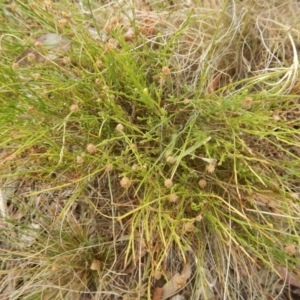 Calotis lappulacea at Deakin, ACT - 3 Jan 2016