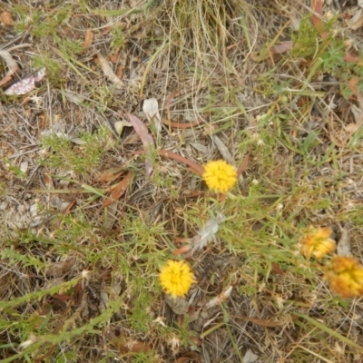 Rutidosis leptorhynchoides (Button Wrinklewort) at Deakin, ACT - 3 Jan 2016 by MichaelMulvaney