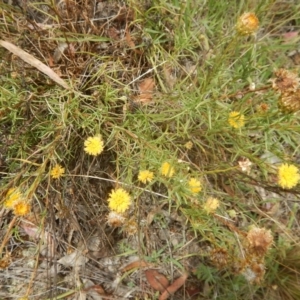 Rutidosis leptorhynchoides at Deakin, ACT - 3 Jan 2016 12:13 PM