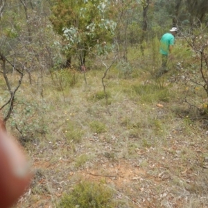 Rutidosis leptorhynchoides at Deakin, ACT - 3 Jan 2016 12:13 PM