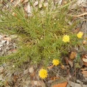 Rutidosis leptorhynchoides at Deakin, ACT - 3 Jan 2016 12:22 PM