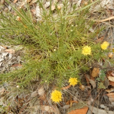 Rutidosis leptorhynchoides (Button Wrinklewort) at Deakin, ACT - 3 Jan 2016 by MichaelMulvaney