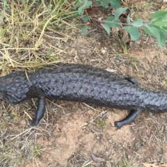 Tiliqua rugosa (Shingleback Lizard) at Hackett, ACT - 3 Jan 2016 by AaronClausen