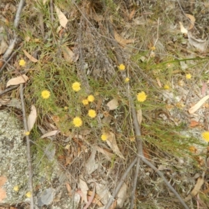 Rutidosis leptorhynchoides at Deakin, ACT - 3 Jan 2016