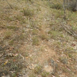 Rutidosis leptorhynchoides at Deakin, ACT - 3 Jan 2016