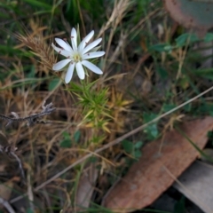 Stellaria pungens (Prickly Starwort) at Sutton, NSW - 28 Nov 2015 by Talie