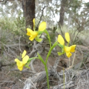 Diuris aequalis at Currawang, NSW - 28 Oct 2010