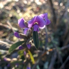 Hovea heterophylla (Common Hovea) at Sutton, NSW - 12 Aug 2015 by Talie