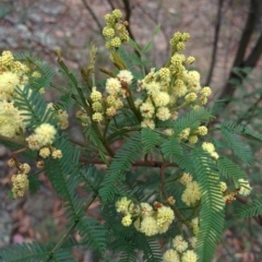 Acacia parramattensis at Sutton, NSW - 3 Jan 2016