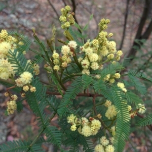 Acacia parramattensis at Sutton, NSW - 3 Jan 2016