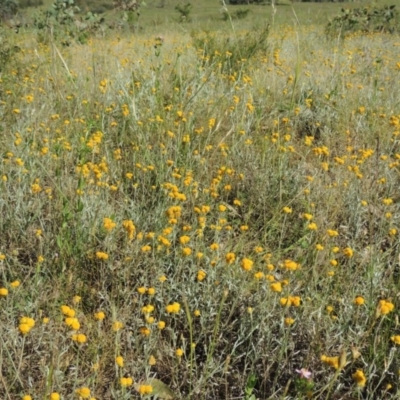 Chrysocephalum apiculatum (Common Everlasting) at Conder, ACT - 23 Nov 2015 by michaelb