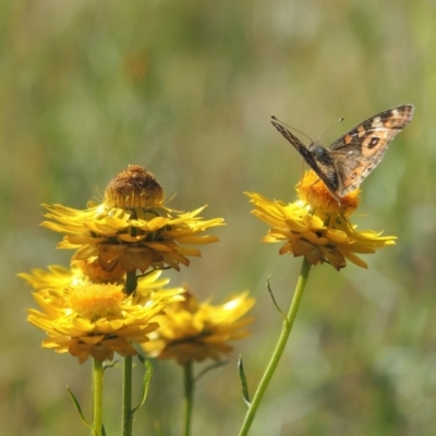 Junonia villida (Meadow Argus) at Conder, ACT - 23 Nov 2015 by michaelb